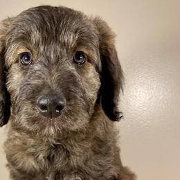 Ginger Snap - Brindle Bordoodle puppy in Lake Benton, Minnesota from Breezy Ridge Bordoodles