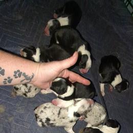 Australian Shepherd and Great Dane Puppies from AEW Farm