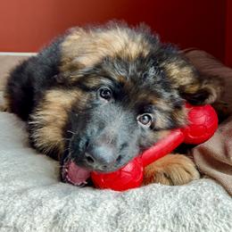 Neptune Boy - Blue - Black and red German Shepherd puppy in Sandown, New Hampshire from Gemini GSD