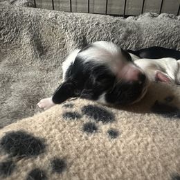 Cocker Spaniel Puppies from Abundance of Joy LLC