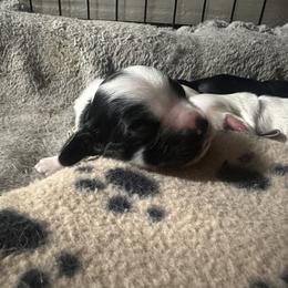 Cocker Spaniel Puppies from Abundance of Joy LLC