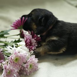 German Shepherd Puppies from Milestone GSDs