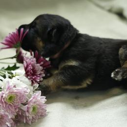 German Shepherd Puppies from Milestone GSDs