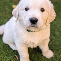 Golden Retriever Puppies from Mountain Sky Goldens