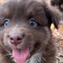 Miniature Australian Shepherds from County Rd Mini Aussies