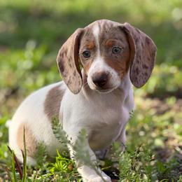 Fati - Dapple female Dachshund puppy in Homstead, Florida from Bravo Dachshunds