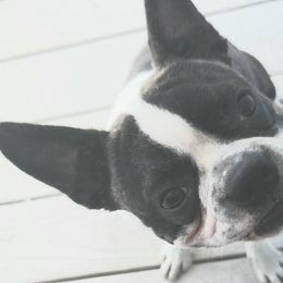 Gizmo - Boston Terrier