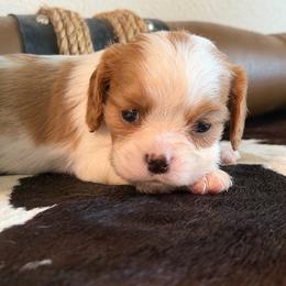 Lindy - Blenheim female Cavalier King Charles Spaniel puppy in Kidder, South Dakota from Continental Cavaliers