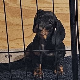 Pink Girl - Black and tan female Dachshund puppy in Boyd, Texas from Rachel's Dachshunds