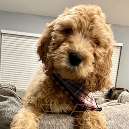 Goldendoodles and Poodles from Victory Farm of Texas