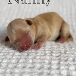 Nanny - Apricot female Maltipoo puppy in Wendell, North Carolina from Teddys Teddy Bears