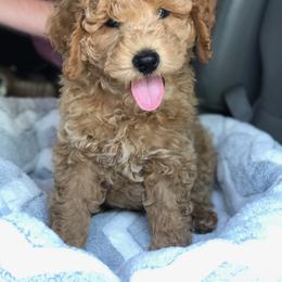Bernedoodle and Goldendoodle Puppies from Doodles of the Desert