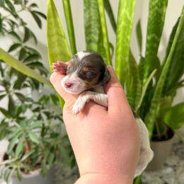AKC Black and Tan Dapple-Piebald - Dapple female Dachshund puppy in Colville, Washington from G&B Iron Mountain Dachshunds