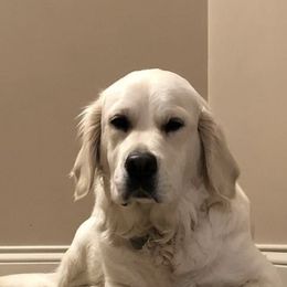 Golden Retriever All Grown Up from Pheasant Run Goldens