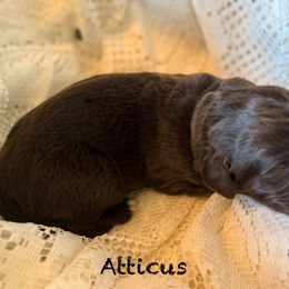 Atticus - Brown male Newfoundland puppy in Goodhue, Minnesota from Claypits Newfoundlands