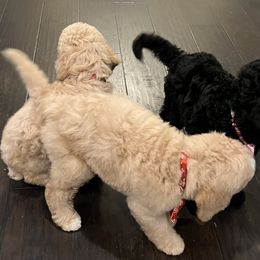 Goldendoodles from Veteran Goldendoodles