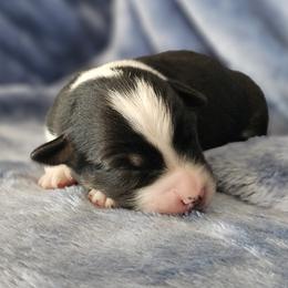 Boy 5 - Black tri-color male Australian Shepherd puppy in Tehachapi, California from Astralvale Aussies