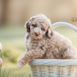 Speckles - Red merle male Aussiedoodle puppy in Roebuck, South Carolina from Dani's Dandy Doodles