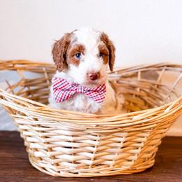 Pear - Parti male Goldendoodle puppy in Kissimmee, Florida from Poodle Doodle Kennels