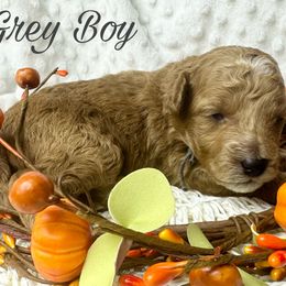 Grey Boy - Red  Goldendoodle puppy in Excelsior Springs, Missouri from Zoodles Micro Goldendoodles