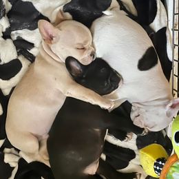 French Bulldogs from Enfant Parfait French Bulldogs