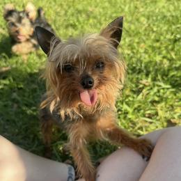 Cali - Yorkshire Terrier