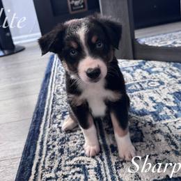 Sharpie - Black tri female Miniature Australian Shepherd puppy in Corpus Christi, Texas from Elite Miniature Australian Shepherds