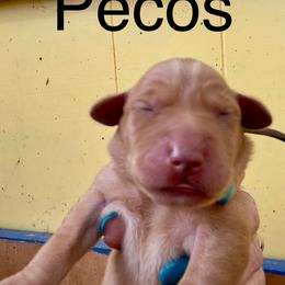 Pecos - Yellow male Labrador Retriever puppy in Mineral, Virginia from Canine Assist