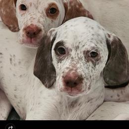Braque du Bourbonnais Puppies from Steady Wind Braque du Bourbonnais Pointers