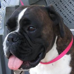 Zara - Boxer