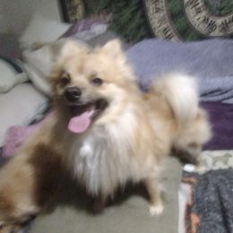 Bandit - Pomeranian