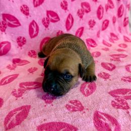 Female 3 - Red female Staffordshire Bull Terrier puppy in Lakeland, Florida from English Creek Staffords