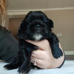 Crumpet - Black male Shih Tzu puppy in Brodnax, Virginia from KB's