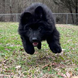 German Shepherd Puppies from Tabor Springs GSD