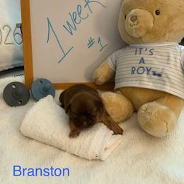 Branston - Liver male Shih Tzu puppy in Machesney Park, Illinois from Maizy Mae's Moose Nuggets