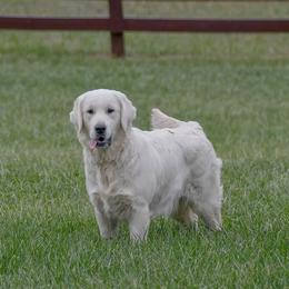 Irena - Golden Retriever