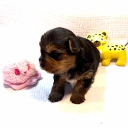 April - Black and tan female Yorkshire Terrier puppy in Paris, Tennessee from Nolan’s Yorkie Farm