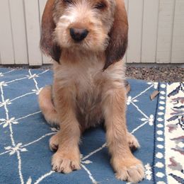 Otterhound Puppies from Blue Fairy Otterhounds