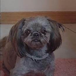 COCO PUFF - Tricolor female Shih Tzu puppy in Choctaw, Oklahoma from Karen Elliott