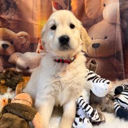 Girl 3 (Rollei) (red collar) - Light golden female Golden Retriever puppy in Hubbard, Ohio from Whickering Pines Golden Retrievers