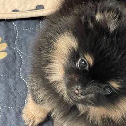 Girl 1 - Black and tan female Pomeranian puppy in Jamestown, California from Park Avenue Poms