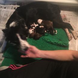 Border Collie Puppies from Red Dog Kennels