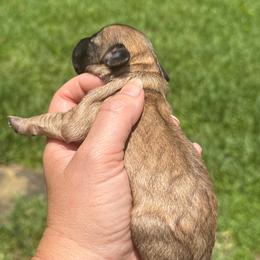 Smoke show - Sable female Schnoodle puppy in Temple, Texas from Schnauzers Of Taylor