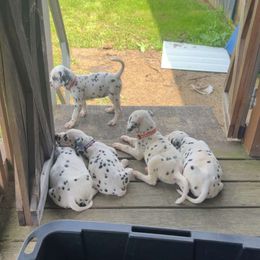 Boy 1 - White and black male Dalmatian puppy in New York from Drake's Dalmatians