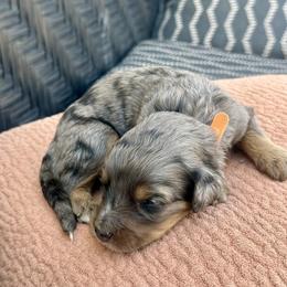 Freddie - Blue merle male Bernedoodle puppy in Springville, Utah from Oodles of Bernedoodles