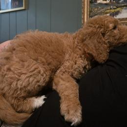Goldendoodle Puppies from Whisper Wood Creek