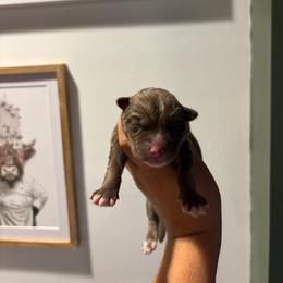 Girl 3 - Red and white female Siberian Husky puppy in Pelham, Alabama from Tails & Belles Dog Breeding