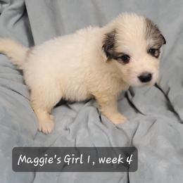 Girl 1 - White and badger female Great Pyrenees puppy in Nicholson, Georgia from Pony Trail Farm