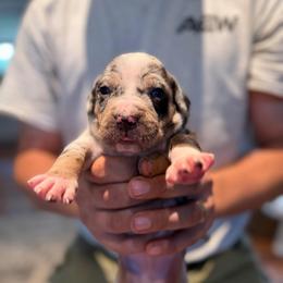 Hyssop - Blue merle male Catahoula Leopard Dog puppy in Danielsville, Georgia from Sheepcote Farm Catahoula’s