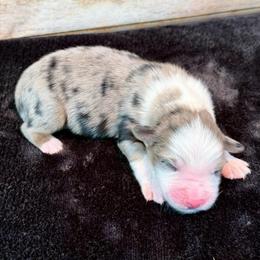 Whit - Blue merle male Miniature Australian Shepherd puppy in Midway, Texas from L Bar W Aussie Ranch